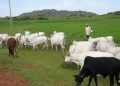 Delta: 9 months after anti-open grazing law, herders attack farmers, cows graze openly