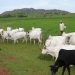 Delta: 9 months after anti-open grazing law, herders attack farmers, cows graze openly