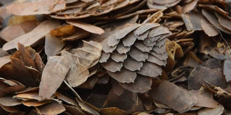 Customs arrest suspects for trafficking 397kg pangolin scales