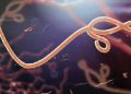 Resurgence of Ebola requires drastic action