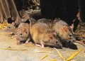 Lassa fever cases hit 941, 173 die