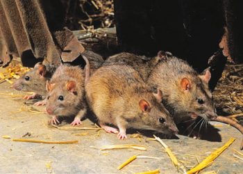 Lassa fever cases hit 941, 173 die