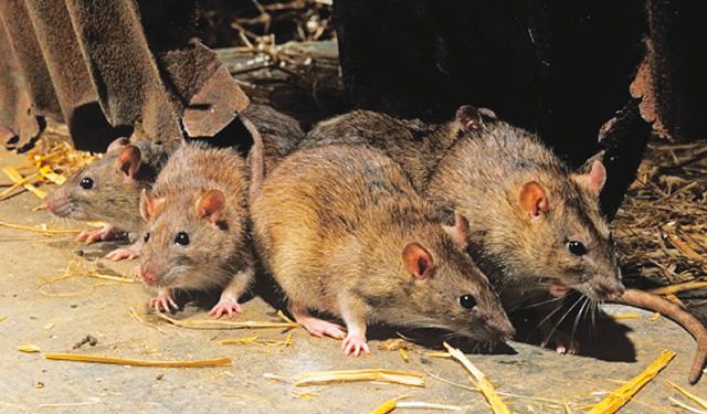 Lassa fever cases hit 941, 173 die
