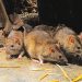 Lassa fever cases hit 941, 173 die