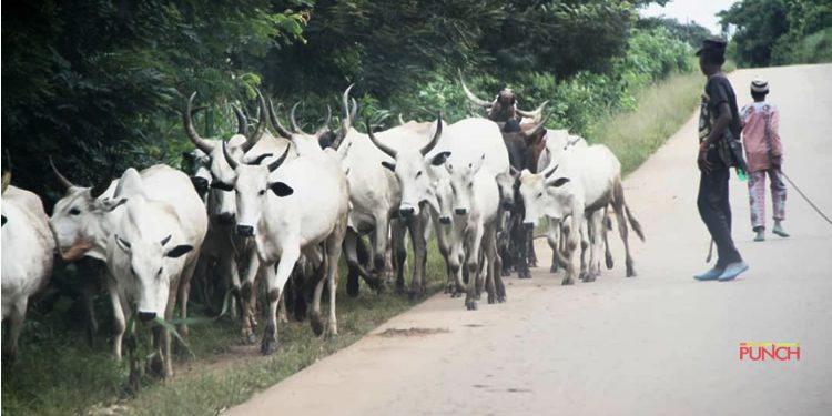 Gombe bans night grazing, cattle movement