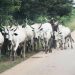 Gombe bans night grazing, cattle movement