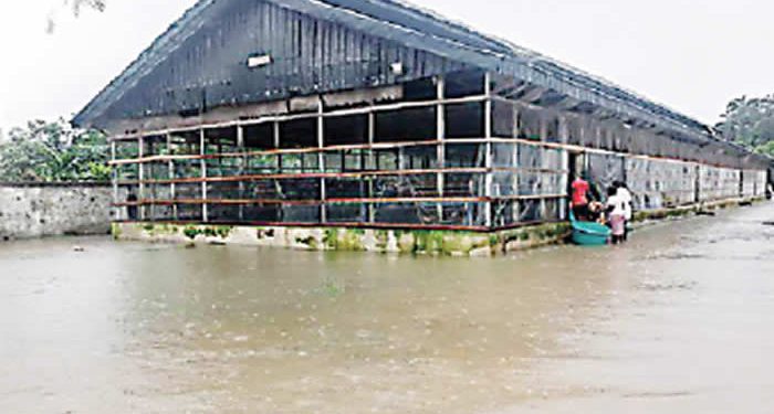 How floods ruined my N75m poultry, fish projects –Bayelsa farmer