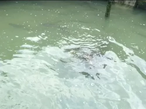 Fish pond: One shot, 7 others flee as 2 communities fight in Delta