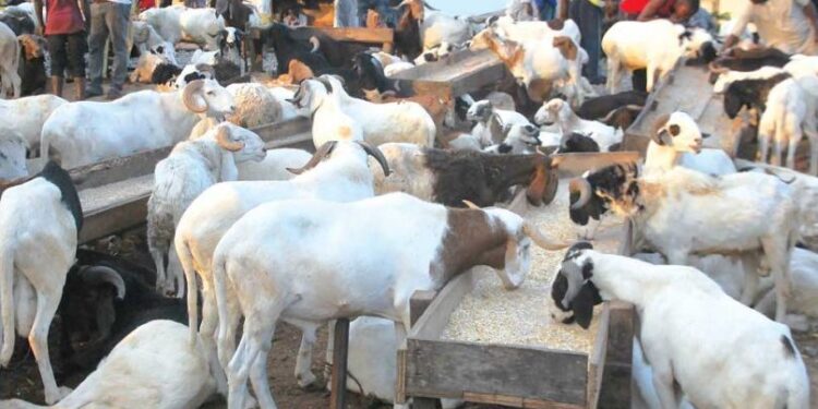 Sallah: I spent N1m settling at checkpoints between North, Cross River, says livestock dealer