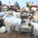 Sallah: I spent N1m settling at checkpoints between North, Cross River, says livestock dealer