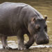 Gombe farmers pay hunters N20,000 monthly to repel hippopotamus attacks