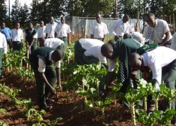 CEO Adeyemi Adeniji Encourages Youth in Agriculture