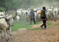 Suspected Herdsmen Invade Farm In Iwajowa LGA, One Killed, Many Injured