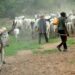Suspected Herdsmen Invade Farm In Iwajowa LGA, One Killed, Many Injured
