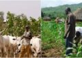 Federal Government Launches Pulaku Initiative to Address Farmer-Herder Conflicts