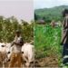 Federal Government Launches Pulaku Initiative to Address Farmer-Herder Conflicts