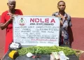 NDLEA ARRESTS 80-YR-OLD  EX-CONVICT, 82-YR-OLD  GRANDMA, INTERCEPTS N3.2BN WORTH OF OPIOIDS, NABS POLY STUDENTS DRUG MERCHANTS, RECOVERS COCAINE IN HEADGEAR, AND AK 47 RIFFLES IN MAIZE SACK .